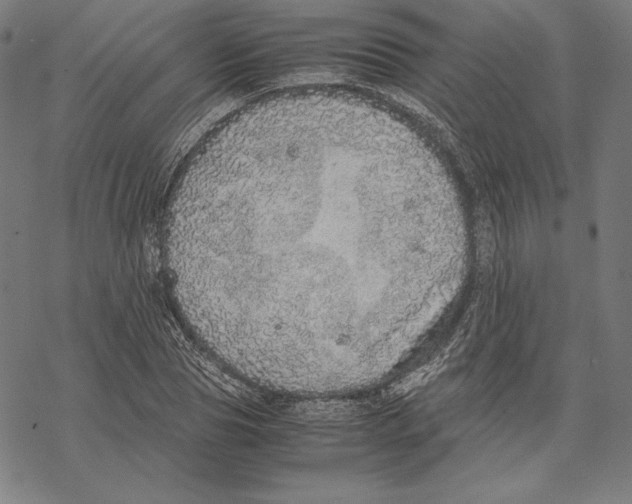 X0000067850929200605111704