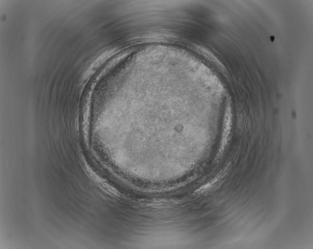 X0000067850938200605111704