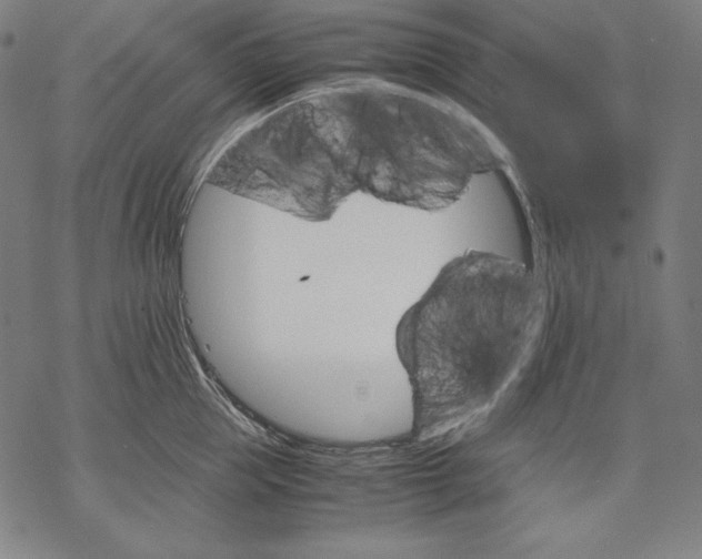 X0000067850953200605111705