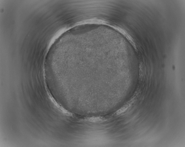 X0000067850998200605111703