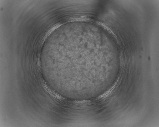 X0000067851025200605111703