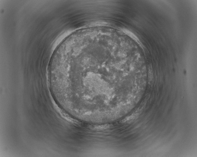 X0000067851047200605111703