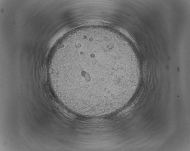 X0000067851067200605111702