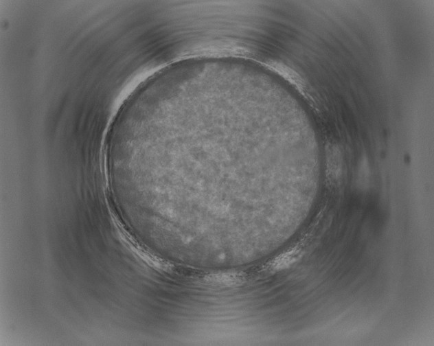 X0000067851078200605111702