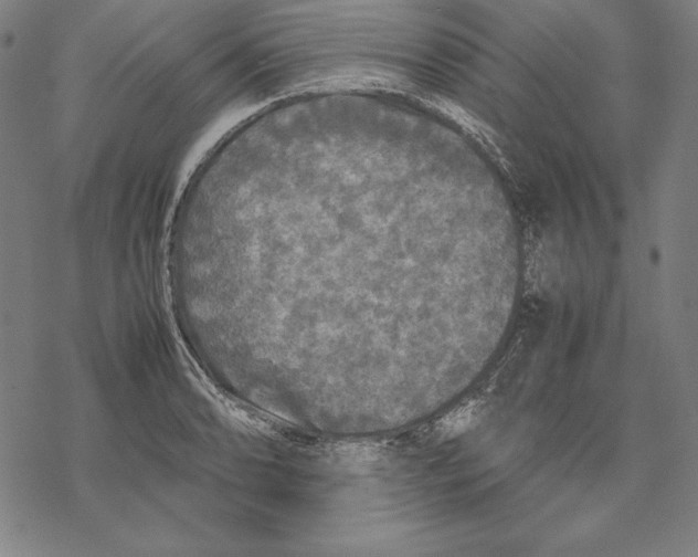 X0000067851086200605111702