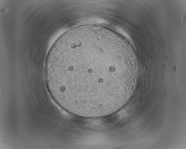 X0000067851103200605111702