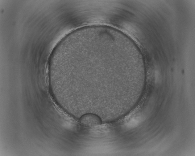 X0000067851126200605111701