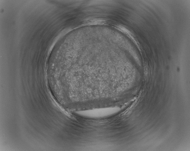 X0000067851235200605111700