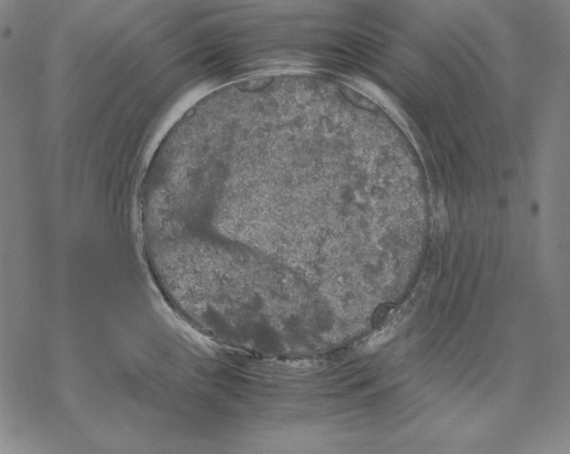 X0000067851243200605111700