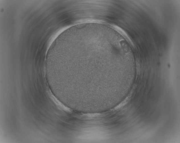 X0000067851244200605111700