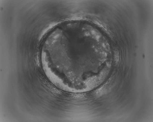 X0000067851262200605111659