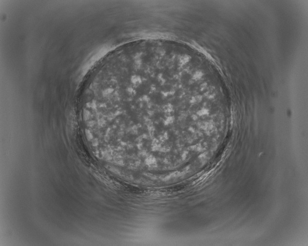 X0000067851263200605111659