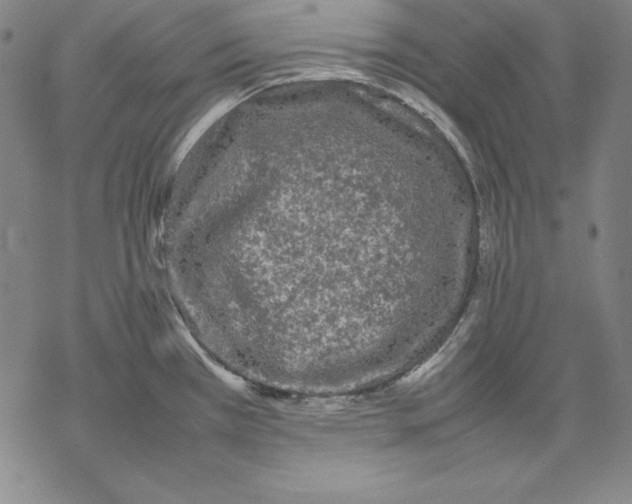 X0000067851385200605111657