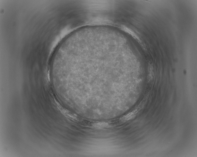 X0000067851462200605111656