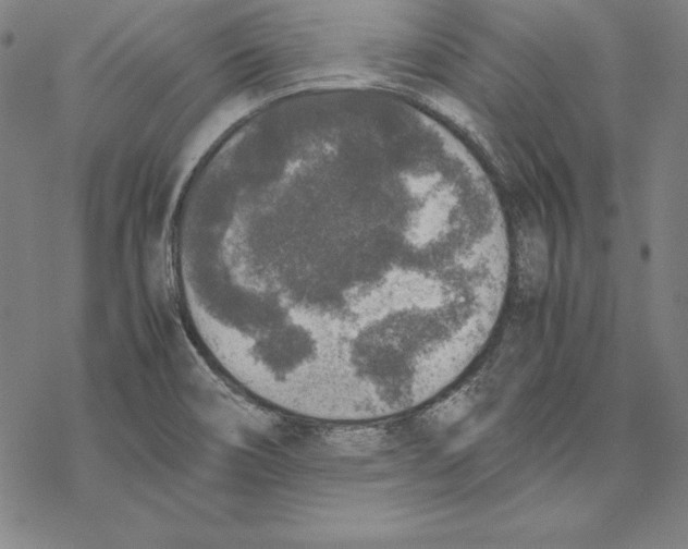 X0000067851466200605111656