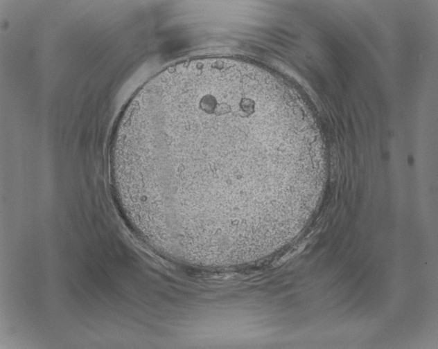 X0000067851467200605111656