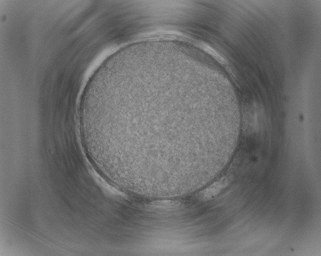 X0000067851478200605111655