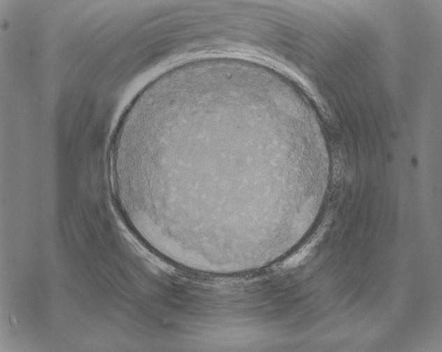 X0000067851514200605111655