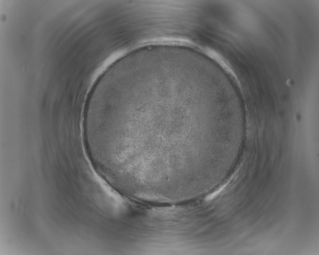 X0000067861237200604131308