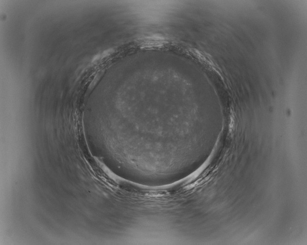 X0000067861445200604131304