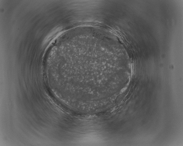 X0000067860243200605111741