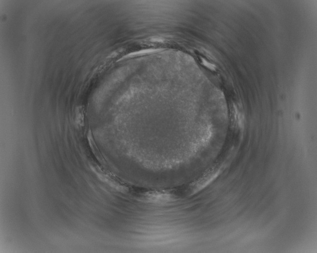 X0000067860284200605111742