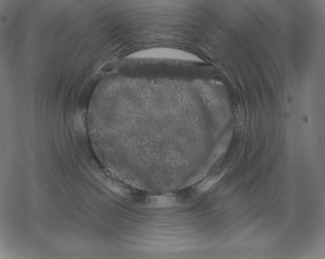 X0000067860286200605111742