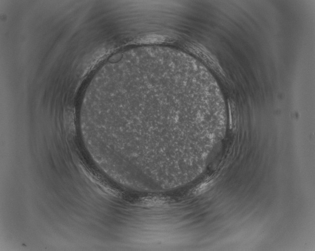 X0000067860300200605111741