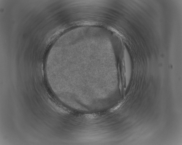 X0000067860302200605111740