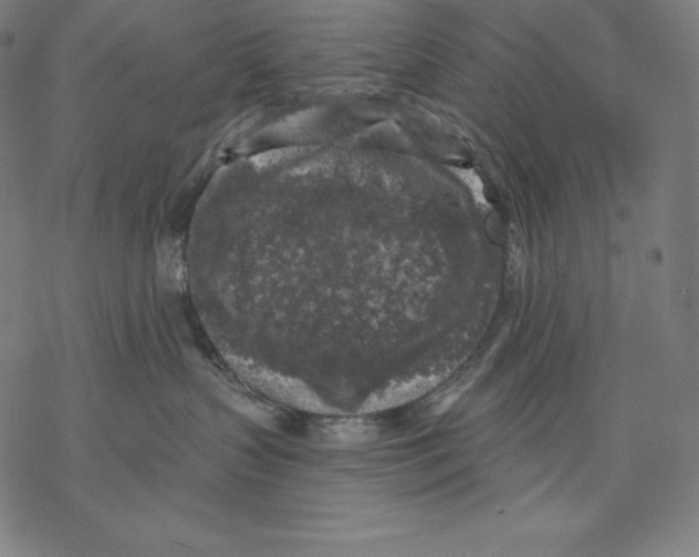 X0000067860383200605111740