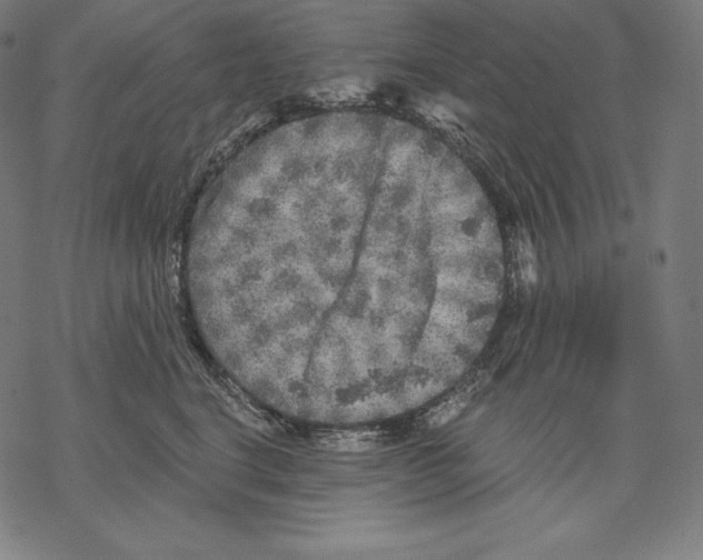 X0000067860664200605111735