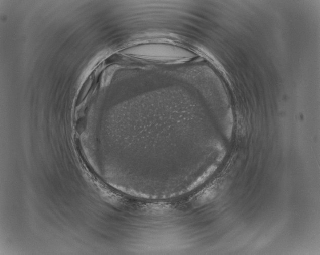 X0000067860994200605111729