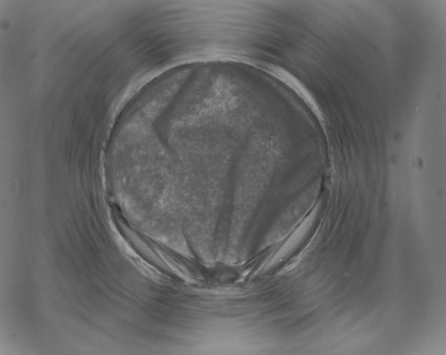 X0000067861388200605111722