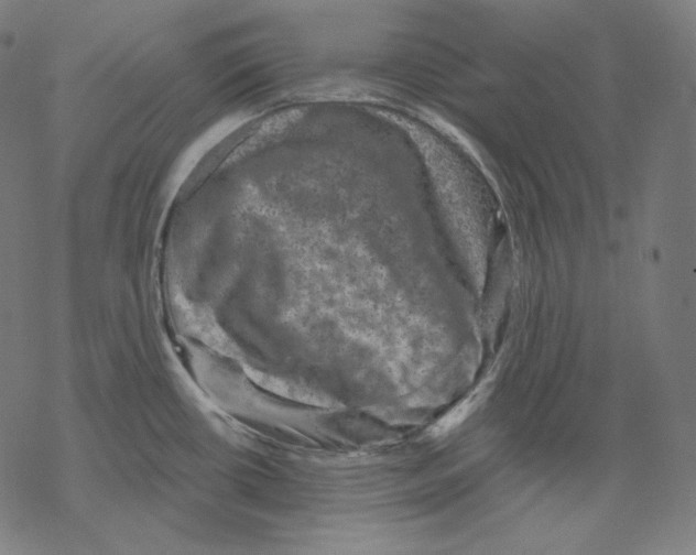 X0000067861434200605111722