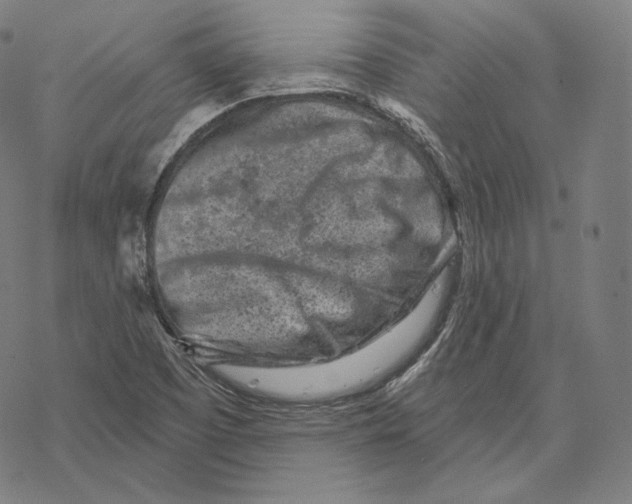 X0000067861457200605111721