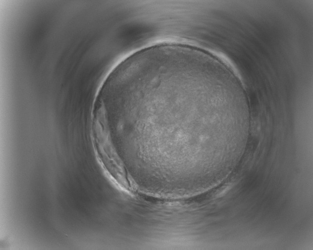 X0000067870903200604131233