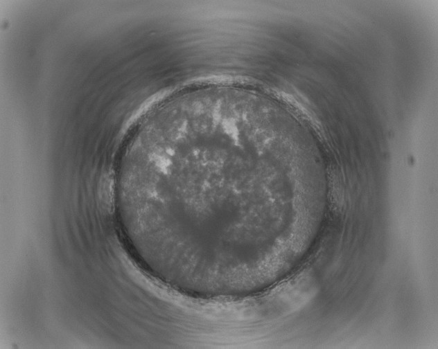 X0000067870016200604171236