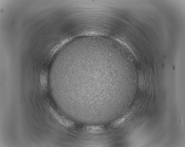 X0000067870208200604171232