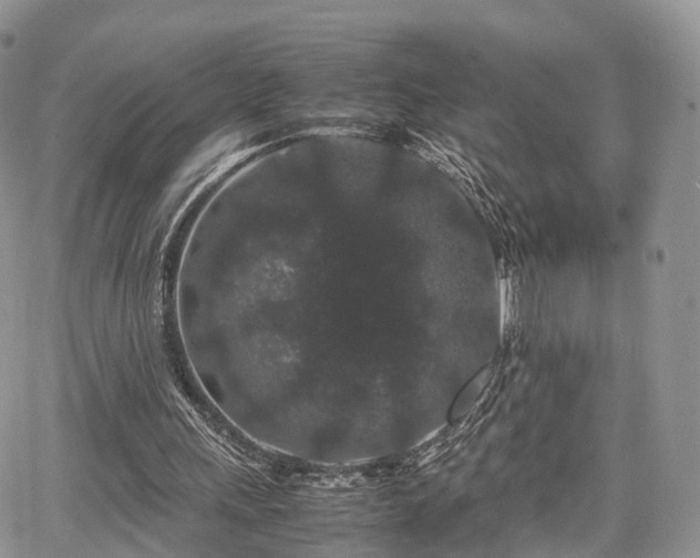 X0000067870243200604171231