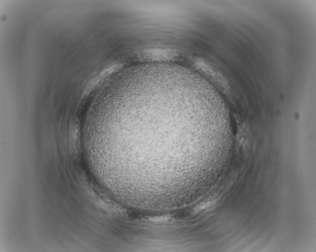 X0000067870306200604171231