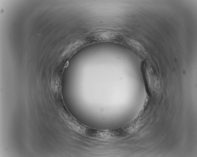 X0000067870423200604171229