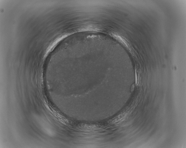 X0000067870531200604171226