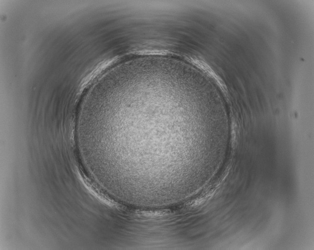 X0000067870533200604171226