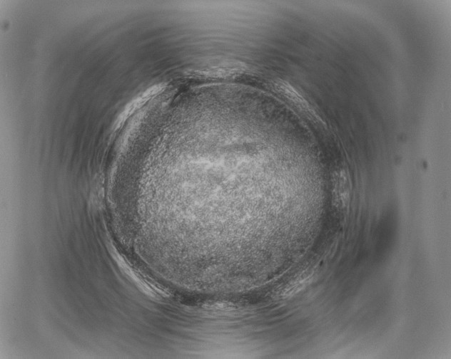 X0000067870634200604171225