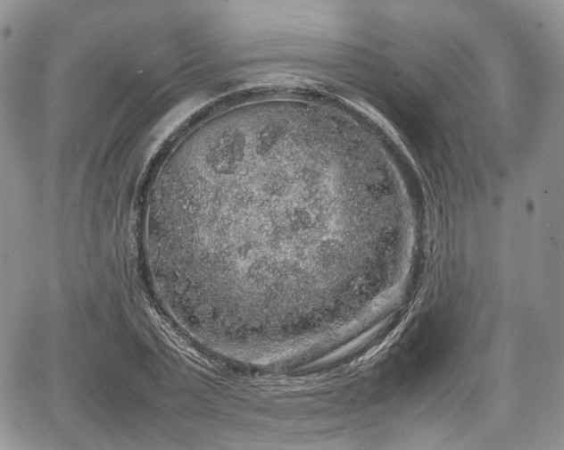 X0000067870783200604171223