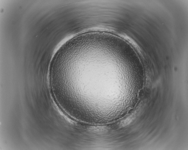 X0000067870902200604171221