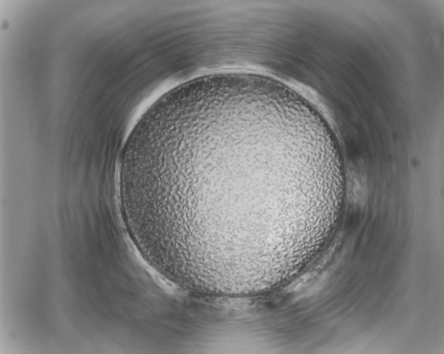 X0000067871006200604171219