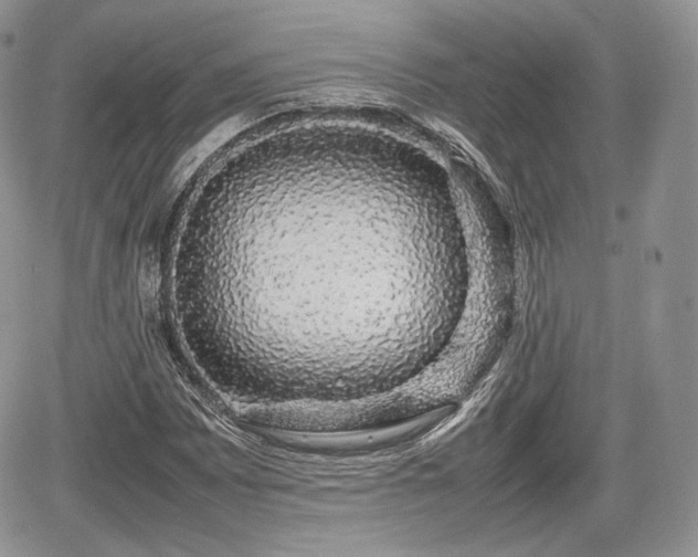 X0000067871065200604171218