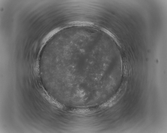 X0000067871074200604171218