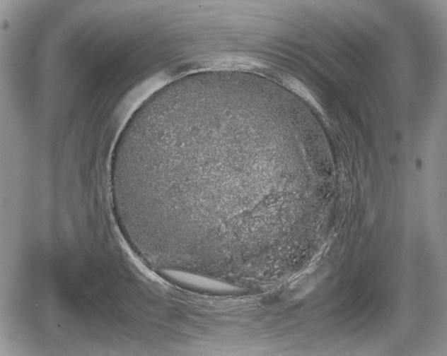 X0000067871087200604171218